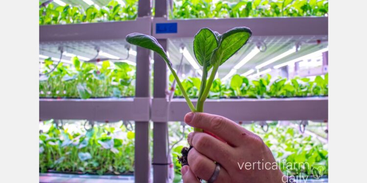 Former Tyson Foods CEO lands new gig at Indigo Ag