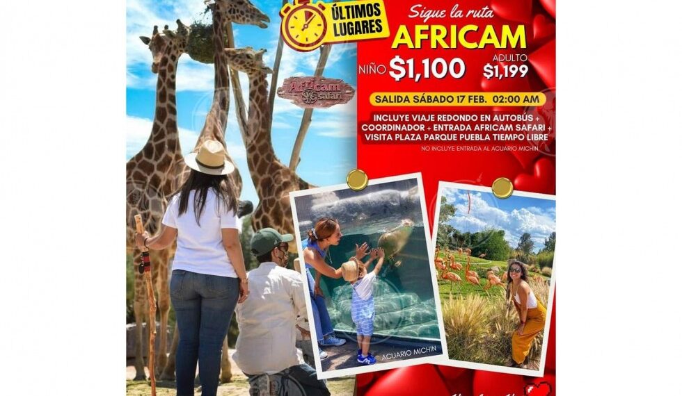 Organizan viajes al Africam Safari para conocer a Benito