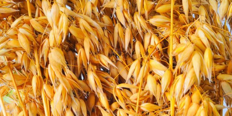 Prairie farmers taking Purely Canada Foods to court on cancelled oat contract