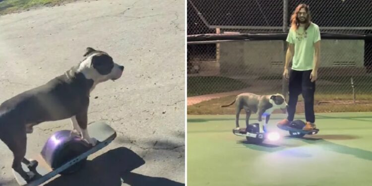 Greyson, el perro que encontró en los viajes en scooter la forma ideal para olvidar su triste pasado
