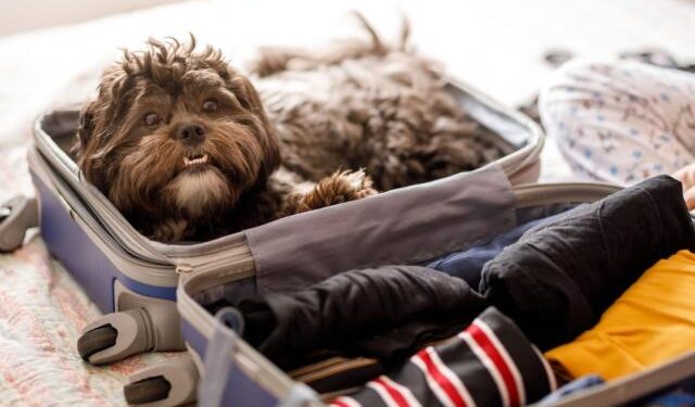 consejos para viajar con nuestros perros y gatos este 2024