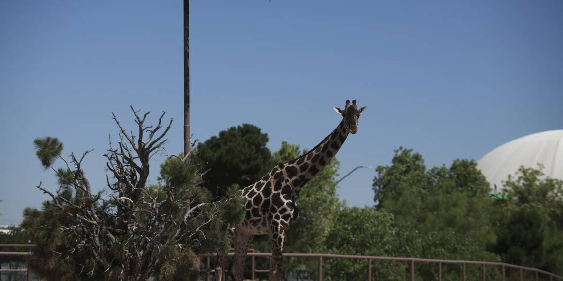 Jirafa Benito inicia viaje por carretera al Africam Safari – El Financiero