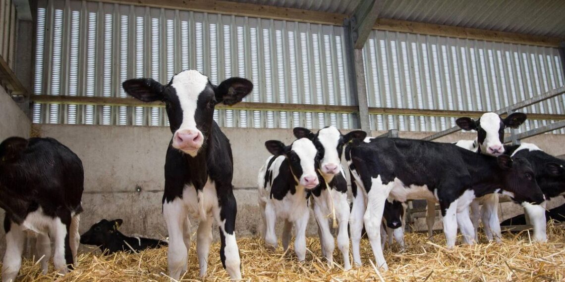 The value of Irish food exports declines as prices stabilise 