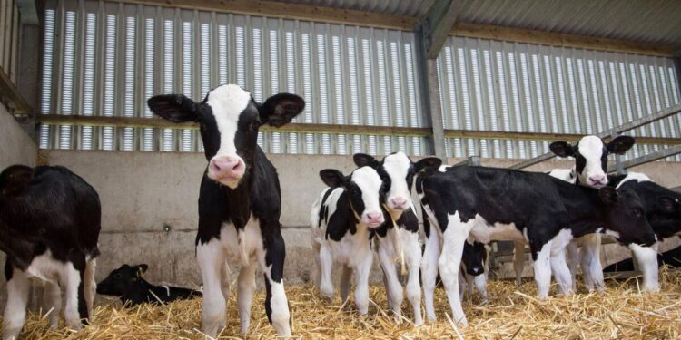 The value of Irish food exports declines as prices stabilise 