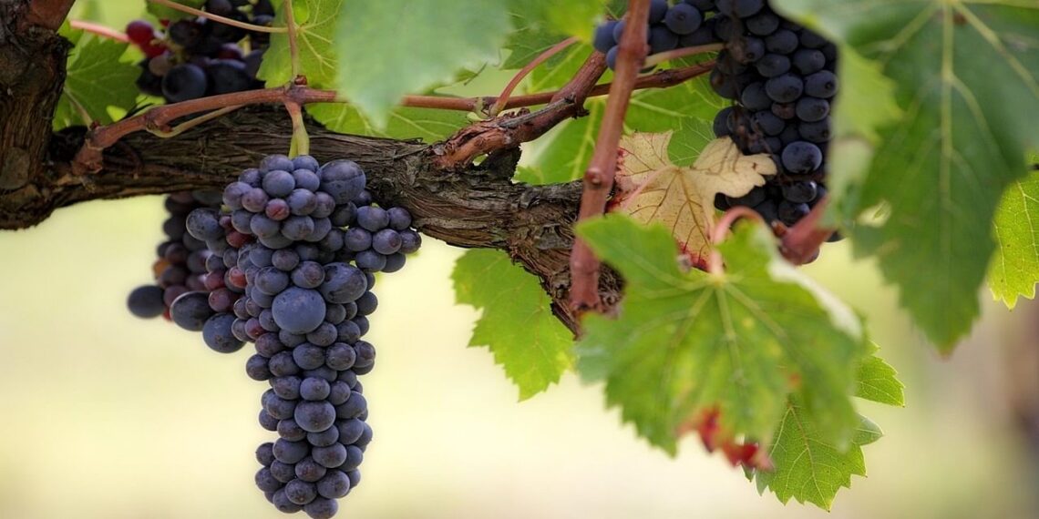 Why Wild Foods Are Integral in Agricultural Systems