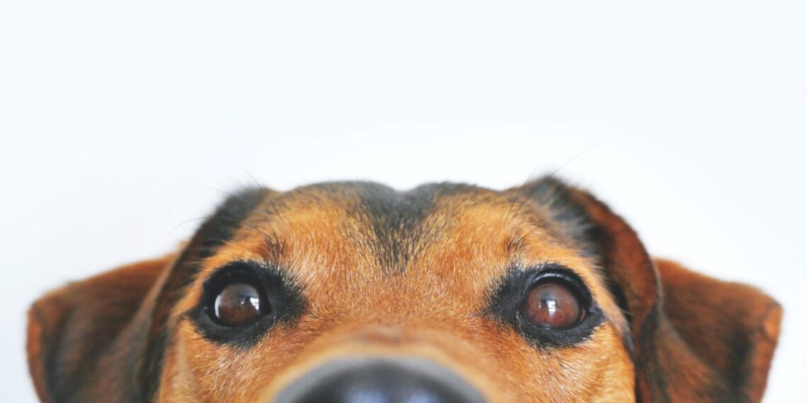 COLUMN: Raw dog food all the rage, but what does science say?