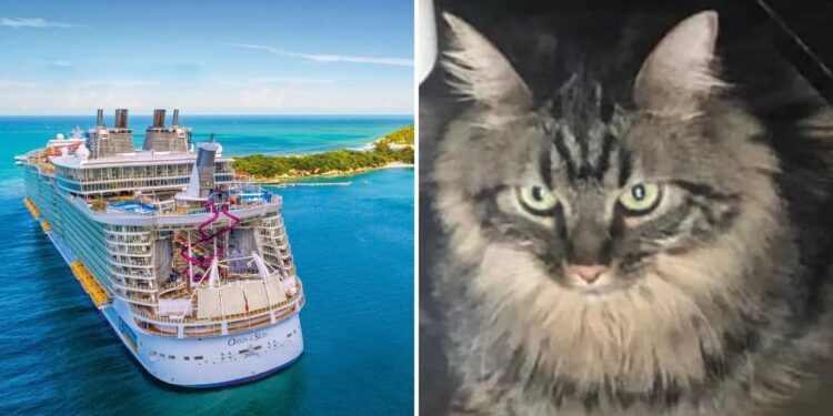 Ovie, el gato que viajó en un crucero internacional y se salvó de la eutanasia