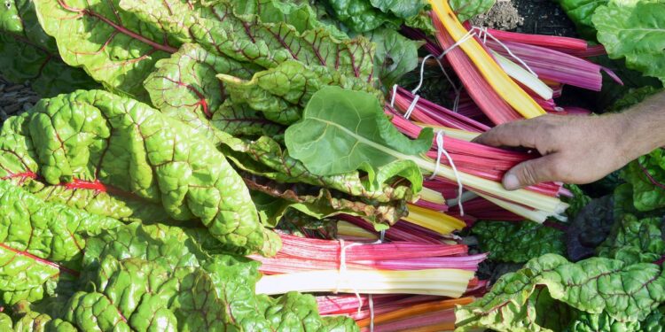 The $10 trillion benefits of overhauling our food system