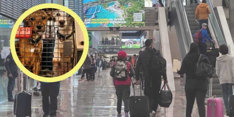 Estos son los requisitos para viajar con tu mascota en avión este 2024
