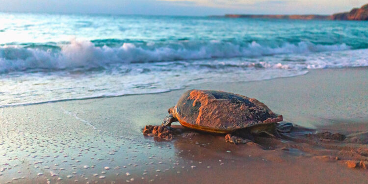 Agenttravel.ES - Noticias para el profesional del turismo