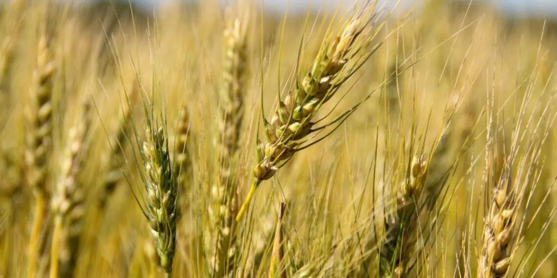 New Nutritional Campaign Launches on Wheat