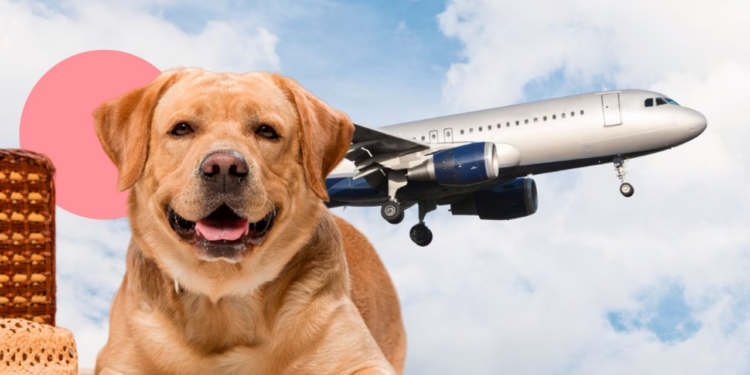 Estos son los nuevos requisitos para viajar con tu mascota en el avión en el 2024