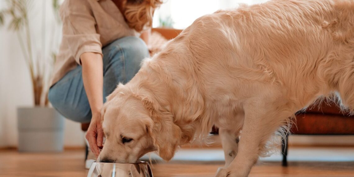PawCo Foods Unleashes Innovation with AI-Powered Plant-Based Dog Food