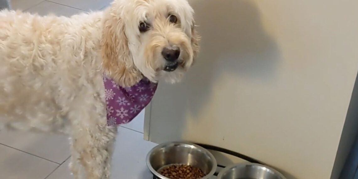 Picky Dog Will Only Eat Food After Owners Pretend to Add Ranch Dressing