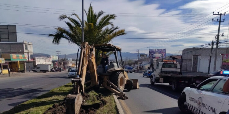 Medio Ambiente de Tulancingo avanza con trasplante de palmeras que se retiraron por obras del Distribuidor Vial Crucero Acatlán