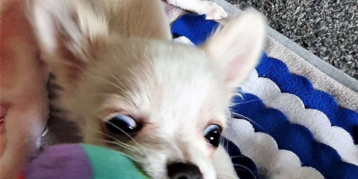 You could kill your dog with kindness if you give them the wrong foods – here's all you need to know
