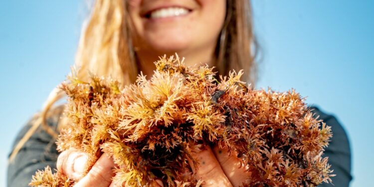 Second annual Winter Waters festival highlights coastal foods with three days of events • YachatsNews.com