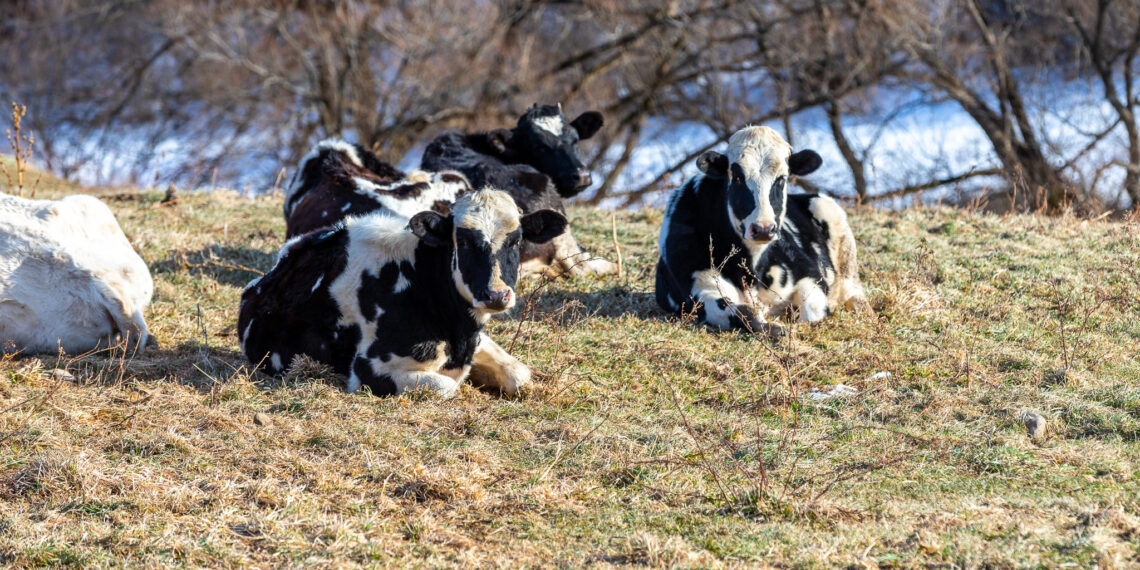Cornell is recruiting farms for the 2024 Herkimer County Local Foods Map