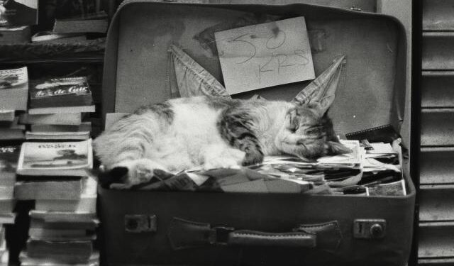 ¿Dónde se deja el gato?