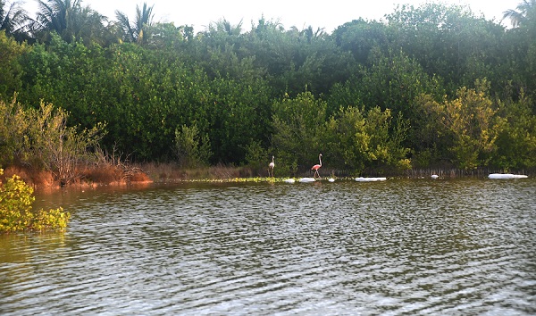 Oceana llama a frenar la pérdida de humedales