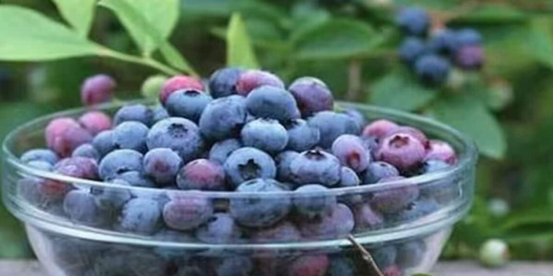 5 Foods To Consume When You Are Stressed Out