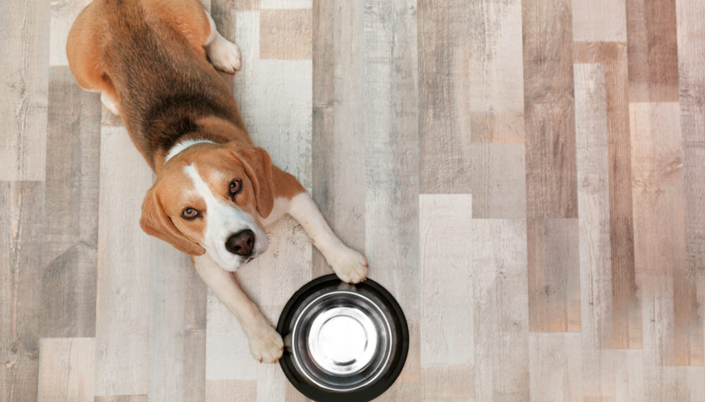 Hill’s Pet Nutrition Faces $2 Billion Lawsuit Alleging Fraudulent Claims Regarding BEG Dog Foods and DCM