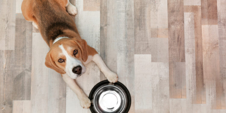 Hill’s Pet Nutrition Faces $2 Billion Lawsuit Alleging Fraudulent Claims Regarding BEG Dog Foods and DCM