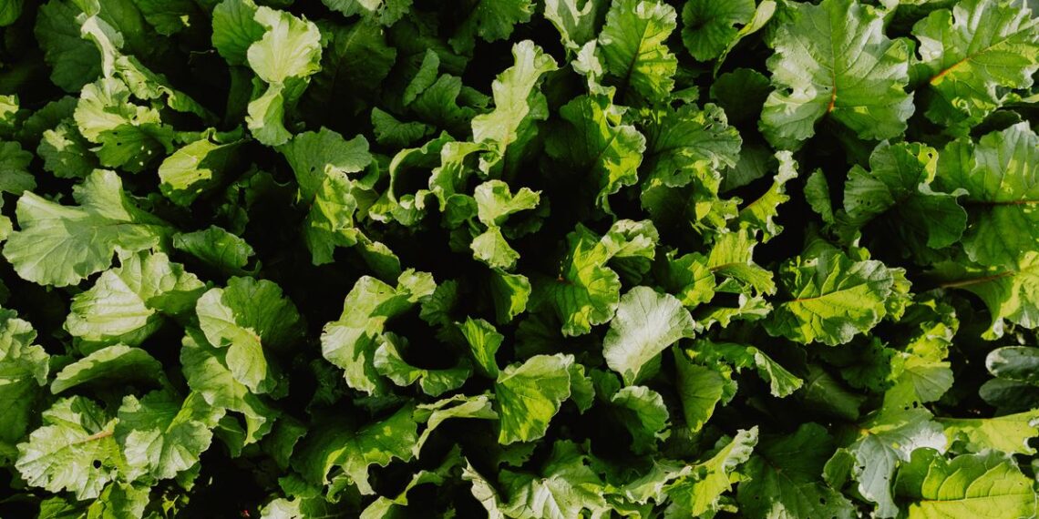 Good News – These Foods Could Be Better For Oral Health Than Mouthwash