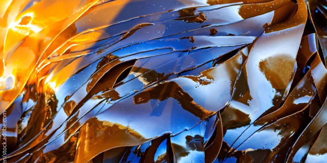 More than 20 algae species can now be sold as food or food supplements in the EU