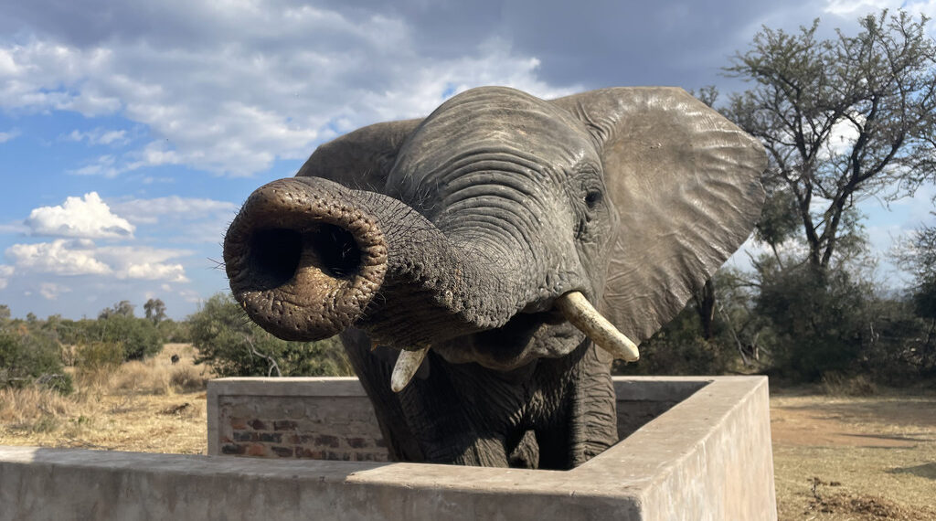 Scientists discover how to put elephants off their favourite foods