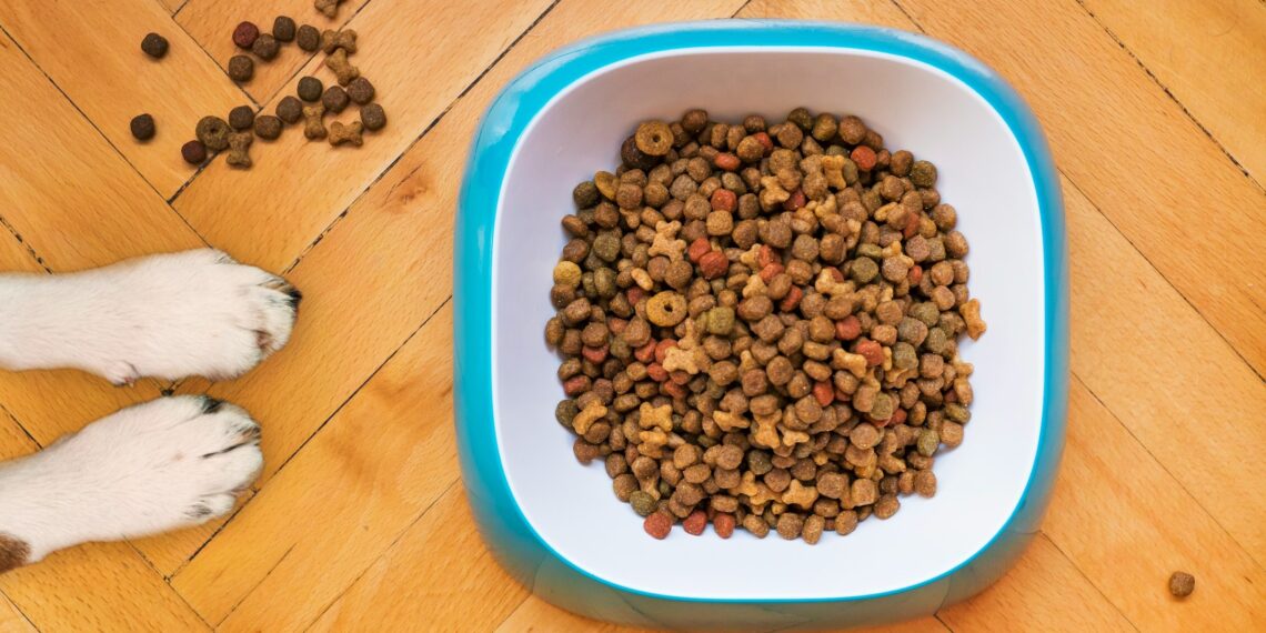 Paws next to a bowl of dog food