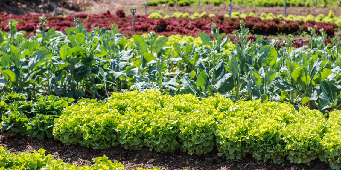 New York State Agriculture Commissioner Announces Release of Council on Hunger and Food Policy Annual Report