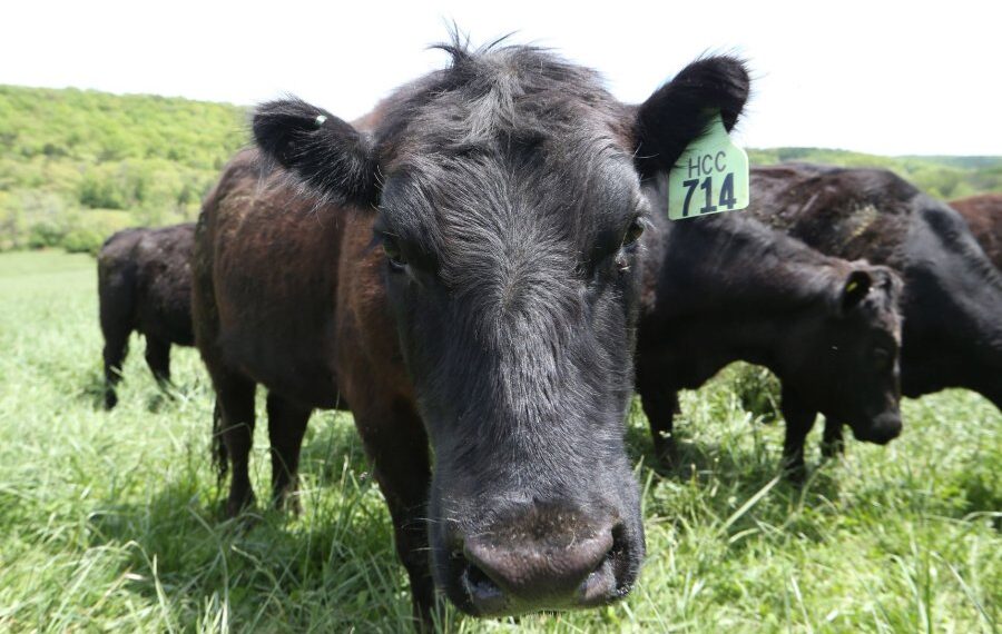 New York sues JBS Foods for misleading statements on greenhouse emissions