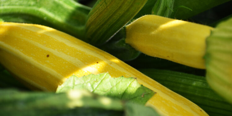 Urban-grown food’s carbon footprint 6 times larger than typical produce