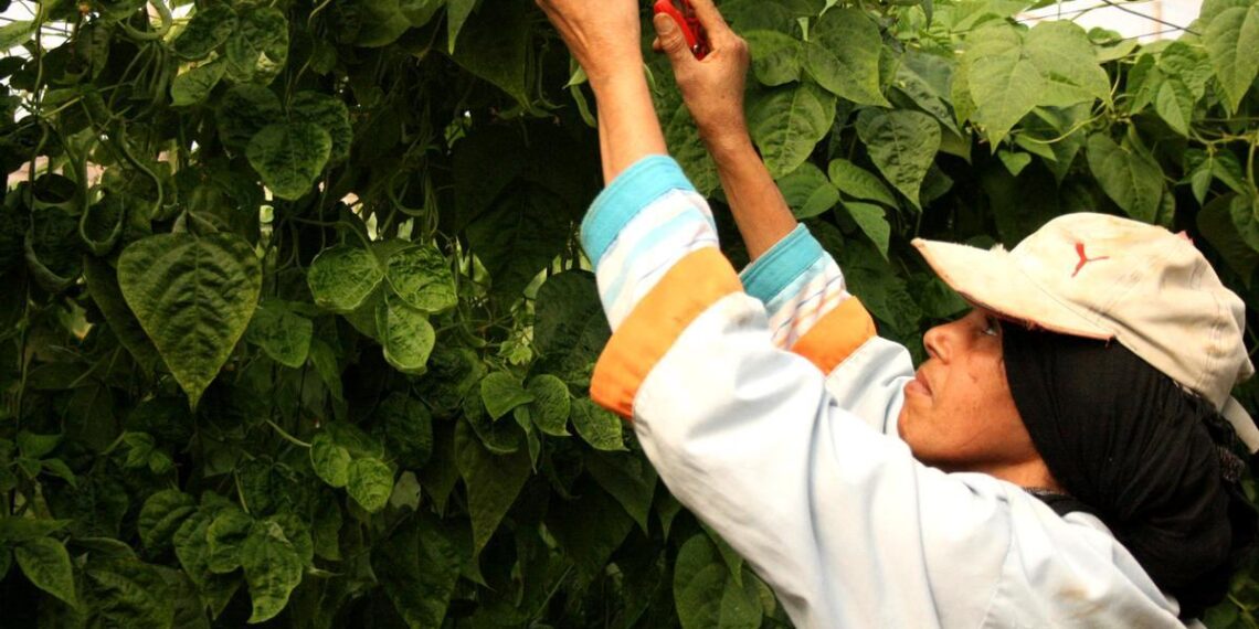 HUELGAS AGRICULTORES | Borges, Ebro Foods y Juver, empresas que han movido su producción agroalimentaria a Marruecos