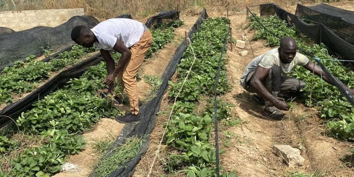 How Tropingo Foods and M&I are Fostering Sustainable Growth