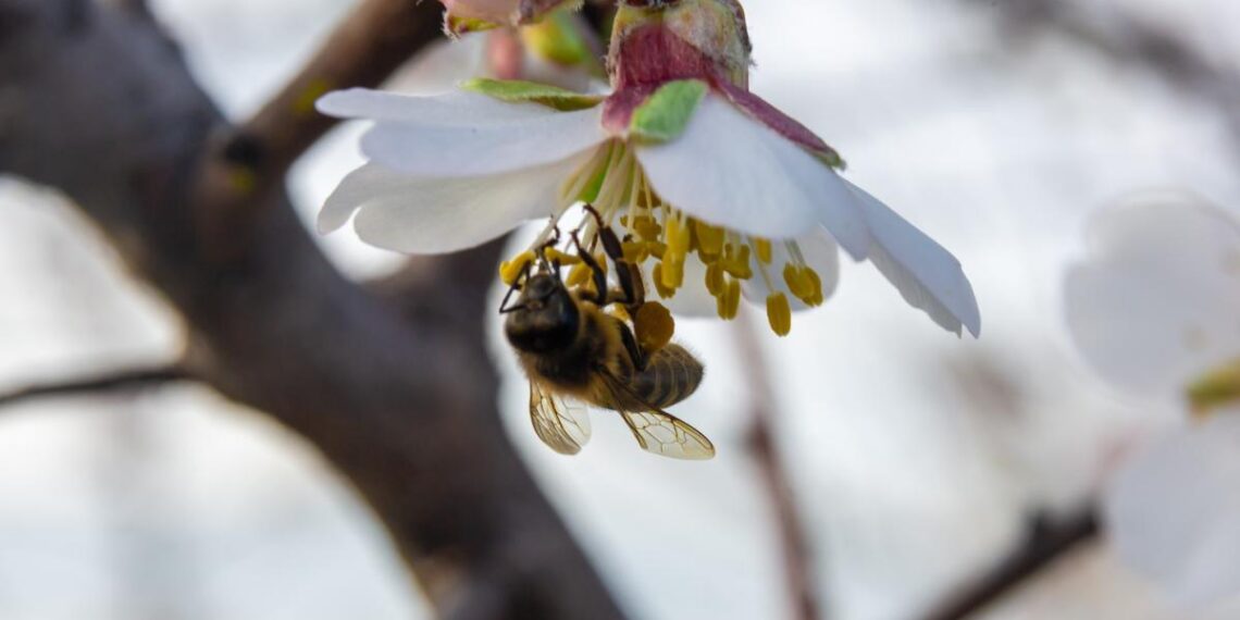 Kroger, Whole Foods adopt buying policies that protect bees