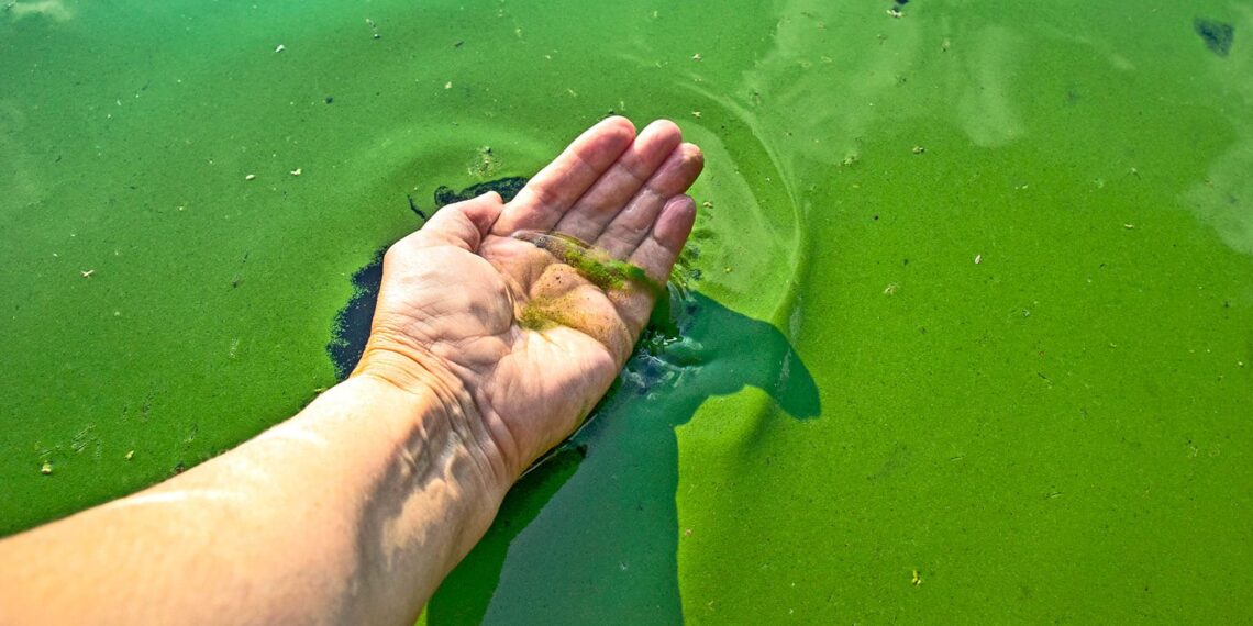Algae could be key for better plant-based foods
