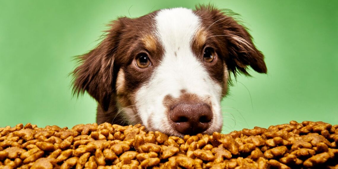11 Best Dog Foods 2024