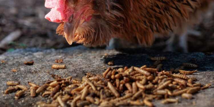 Insects Were The Future of Food. They've Ended Up in the Pet Aisle