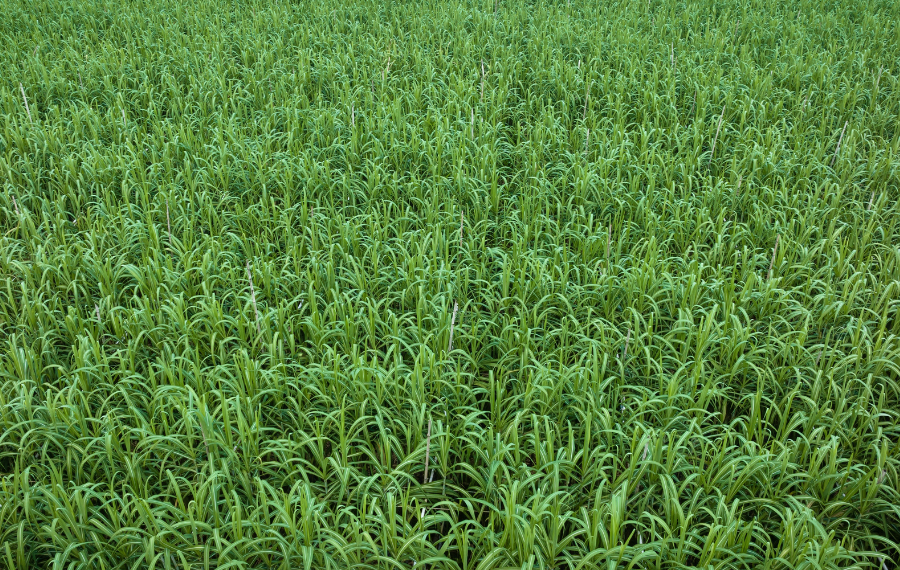 Food commodity prices extend retreat but sugar remains high