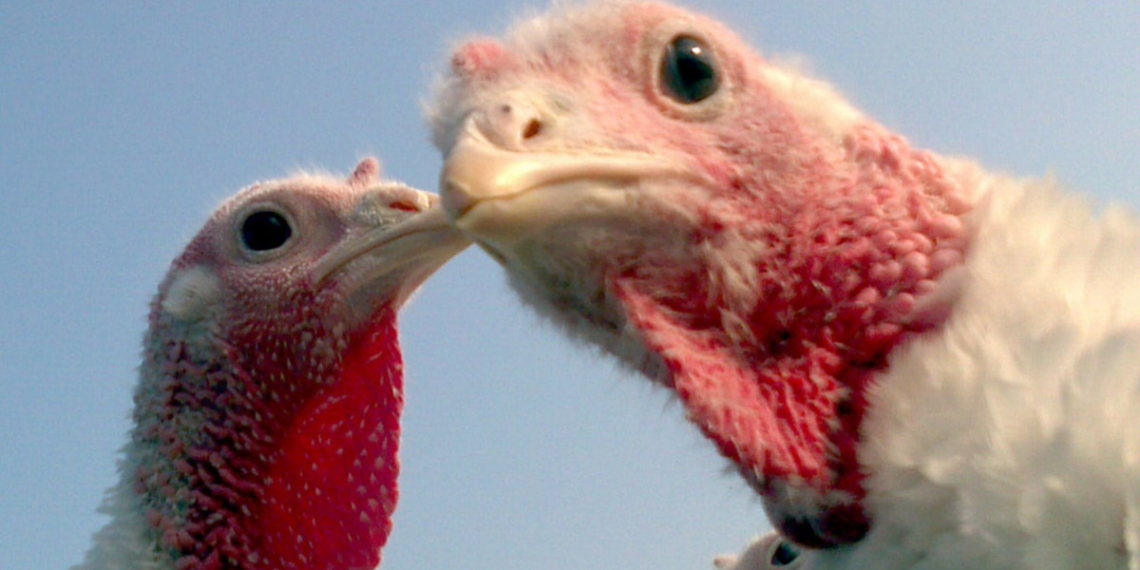 Whole bird turkey markets concern Hormel Foods