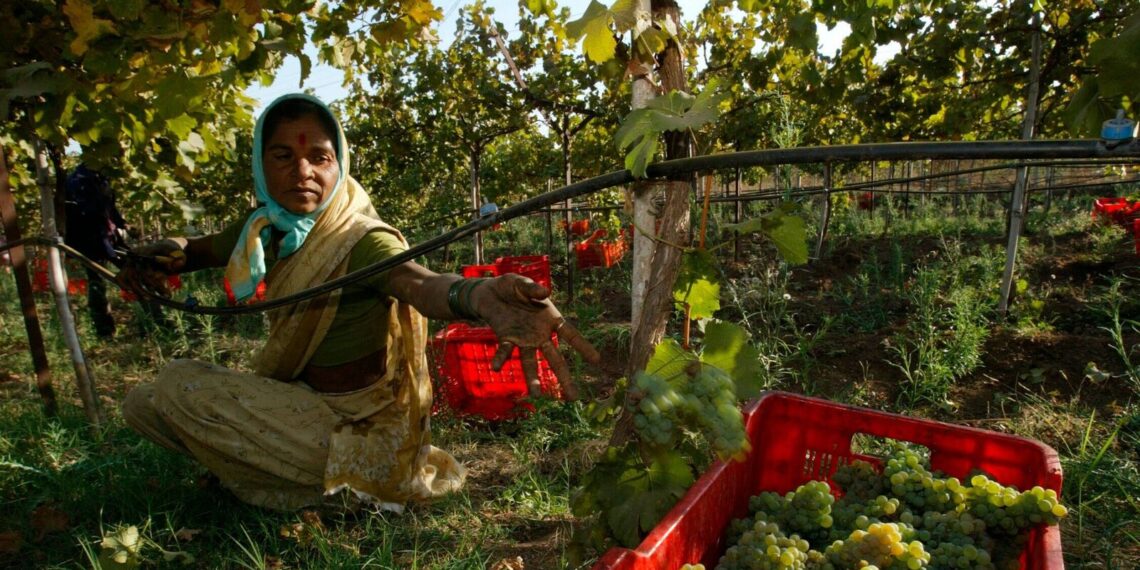 Budget 2024: Food processing ministry gets higher allocation