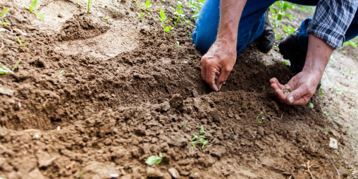 planting garden