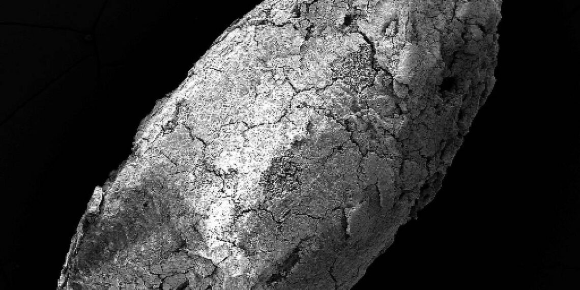 Ancient food wisdom for modern food security – The Irish Times