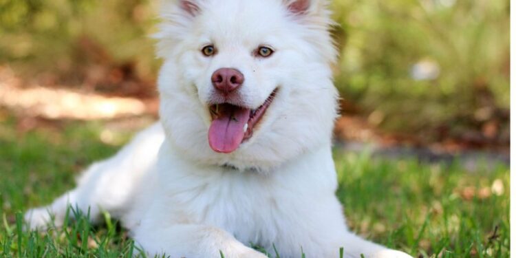 Seis alojamientos ideales para una escapada en los que aceptan mascotas