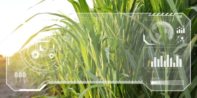 A Buying Opportunity for Collins Foods