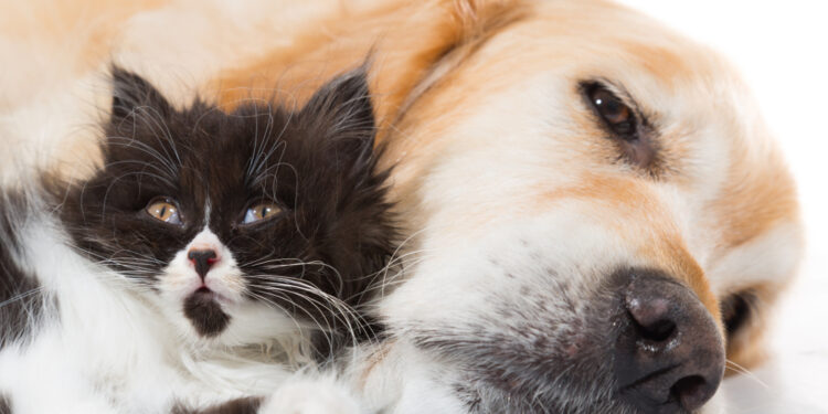 Primal Pet Foods—A Cautionary Tale – eFoodAlert