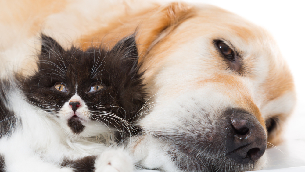 Primal Pet Foods—A Cautionary Tale – eFoodAlert
