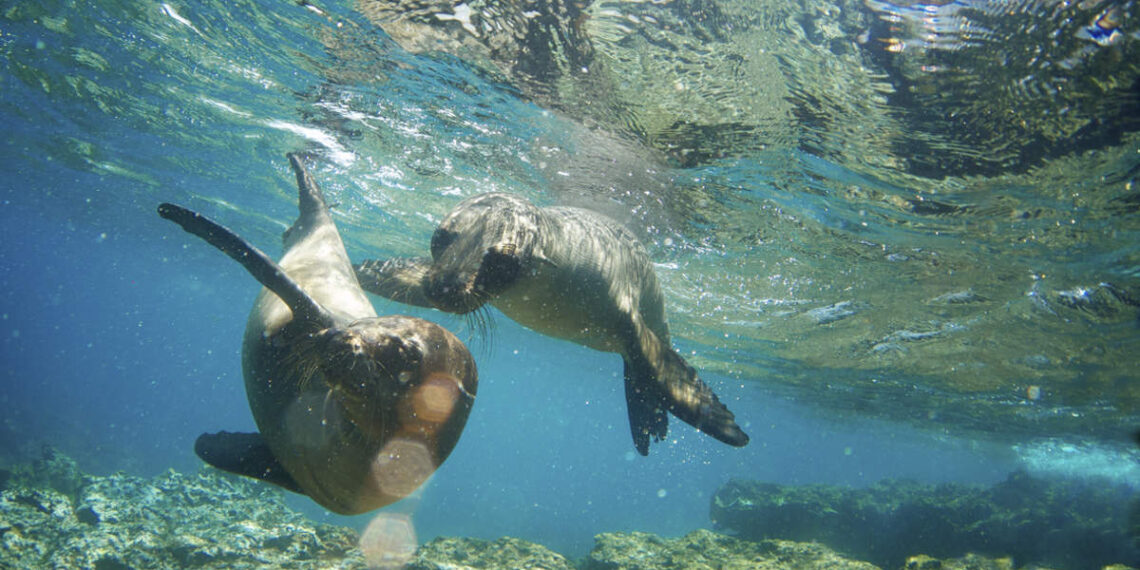 ¡Actualizado en 2024! Los países más biodiversos del mundo